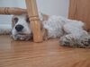 Filename=20230904_001.jpg
Filesize=267KiB
Dimensions=2048x1536
Date added=Feb 03, 2024 20230904_001.jpg