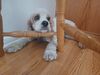 Filename=20230904_002.jpg
Filesize=279KiB
Dimensions=2048x1536
Date added=Feb 03, 2024 20230904_002.jpg