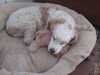Filename=20230904_003.jpg
Filesize=435KiB
Dimensions=2048x1536
Date added=Feb 03, 2024 20230904_003.jpg