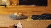 Filename=20231028_005.jpg
Filesize=344KiB
Dimensions=2048x1152
Date added=Feb 03, 2024 20231028_005.jpg