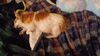 Filename=20231202_003.jpg
Filesize=311KiB
Dimensions=2048x1152
Date added=Feb 12, 2024 20231202_003.jpg