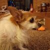 Filename=20231211_001.jpg
Filesize=339KiB
Dimensions=2048x2048
Date added=Feb 12, 2024 20231211_001.jpg