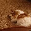 Filename=20231212_003.jpg
Filesize=488KiB
Dimensions=2048x2048
Date added=Feb 12, 2024 20231212_003.jpg