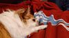 Filename=20231222_001.jpg
Filesize=258KiB
Dimensions=2048x1152
Date added=Feb 12, 2024 20231222_001.jpg