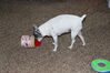 Filename=20231225_014.jpg
Filesize=546KiB
Dimensions=2048x1365
Date added=Feb 12, 2024 20231225_014.jpg