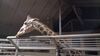 Filename=20240101_068.jpg
Filesize=379KiB
Dimensions=2048x1152
Date added=Apr 05, 2024 20240101_068.jpg