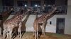 Filename=20240101_069.jpg
Filesize=356KiB
Dimensions=2048x1152
Date added=Apr 05, 2024 20240101_069.jpg