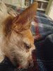 Filename=20240104_003.jpg
Filesize=427KiB
Dimensions=1536x2048
Date added=Apr 05, 2024 20240104_003.jpg