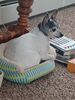 Filename=20240106_003.jpg
Filesize=367KiB
Dimensions=1536x2048
Date added=Apr 05, 2024 20240106_003.jpg