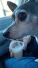 Filename=20240117_001.jpg
Filesize=243KiB
Dimensions=1152x2048
Date added=Apr 05, 2024 20240117_001.jpg