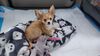 Filename=20240121_002.jpg
Filesize=434KiB
Dimensions=2048x1152
Date added=Apr 05, 2024 20240121_002.jpg