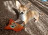 Filename=20240122_003.jpg
Filesize=657KiB
Dimensions=2047x1506
Date added=Apr 05, 2024 20240122_003.jpg