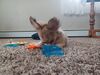 Filename=20240124_001.jpg
Filesize=360KiB
Dimensions=2048x1536
Date added=Apr 05, 2024 20240124_001.jpg