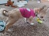 Filename=20240124_005.jpg
Filesize=454KiB
Dimensions=2048x1536
Date added=Apr 05, 2024 20240124_005.jpg