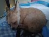 Filename=20240126_002.jpg
Filesize=251KiB
Dimensions=2048x1536
Date added=Apr 05, 2024 20240126_002.jpg