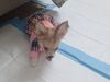 Filename=20240126_005.jpg
Filesize=348KiB
Dimensions=2048x1536
Date added=Apr 05, 2024 20240126_005.jpg