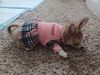 Filename=20240126_007.jpg
Filesize=581KiB
Dimensions=2048x1536
Date added=Apr 05, 2024 20240126_007.jpg