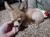 Filename=20240130_003.jpg
Filesize=355KiB
Dimensions=2048x1536
Date added=Apr 05, 2024 20240130_003.jpg