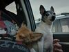 Filename=20240205_002.jpg
Filesize=355KiB
Dimensions=2048x1536
Date added=Apr 10, 2024 20240205_002.jpg