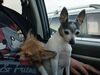 Filename=20240205_003.jpg
Filesize=410KiB
Dimensions=2048x1536
Date added=Apr 10, 2024 20240205_003.jpg