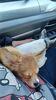 Filename=20240205_004.jpg
Filesize=316KiB
Dimensions=1152x2048
Date added=Apr 10, 2024 20240205_004.jpg