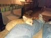 Filename=20240206_002.jpg
Filesize=659KiB
Dimensions=2048x1536
Date added=Apr 10, 2024 20240206_002.jpg