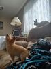 Filename=20240207_002.jpg
Filesize=437KiB
Dimensions=1536x2048
Date added=Apr 10, 2024 20240207_002.jpg