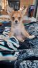 Filename=20240212_003.jpg
Filesize=389KiB
Dimensions=1152x2048
Date added=Apr 10, 2024 20240212_003.jpg