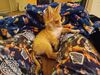 Filename=20240214_013.jpg
Filesize=417KiB
Dimensions=2048x1536
Date added=Apr 10, 2024 20240214_013.jpg