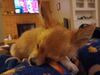 Filename=20240216_012.jpg
Filesize=238KiB
Dimensions=2048x1536
Date added=Apr 10, 2024 20240216_012.jpg