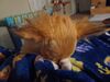 Filename=20240218_010.jpg
Filesize=281KiB
Dimensions=2048x1536
Date added=Apr 10, 2024 20240218_010.jpg
