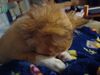 Filename=20240218_011.jpg
Filesize=229KiB
Dimensions=2048x1536
Date added=Apr 10, 2024 20240218_011.jpg