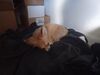 Filename=20240219_007.jpg
Filesize=169KiB
Dimensions=2048x1536
Date added=Apr 10, 2024 20240219_007.jpg