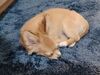 Filename=20240219_008.jpg
Filesize=555KiB
Dimensions=2048x1536
Date added=Apr 10, 2024 20240219_008.jpg
