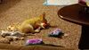Filename=20240220_005.jpg
Filesize=447KiB
Dimensions=2048x1152
Date added=Apr 11, 2024 20240220_005.jpg