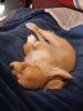 Filename=20240221_005.jpg
Filesize=381KiB
Dimensions=1536x2048
Date added=Apr 11, 2024 20240221_005.jpg