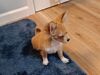 Filename=20240225_001.jpg
Filesize=377KiB
Dimensions=2048x1536
Date added=Apr 11, 2024 20240225_001.jpg