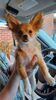 Filename=20240226_003.jpg
Filesize=275KiB
Dimensions=1152x2048
Date added=Apr 11, 2024 20240226_003.jpg