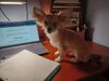 Filename=20240303_001.jpg
Filesize=314KiB
Dimensions=2048x1536
Date added=Apr 11, 2024 20240303_001.jpg