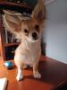 Filename=20240303_002.jpg
Filesize=234KiB
Dimensions=1536x2048
Date added=Apr 11, 2024 20240303_002.jpg
