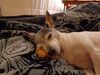 Filename=20240310_005.jpg
Filesize=370KiB
Dimensions=2048x1536
Date added=Apr 11, 2024 20240310_005.jpg