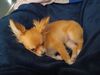 Filename=20240318_001.jpg
Filesize=326KiB
Dimensions=2048x1536
Date added=Apr 11, 2024 20240318_001.jpg