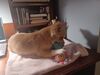 Filename=20240320_001.jpg
Filesize=274KiB
Dimensions=2048x1536
Date added=Mar 16, 2025 20240320_001.jpg