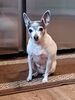 Filename=20240326_005.jpg
Filesize=357KiB
Dimensions=1536x2048
Date added=Mar 16, 2025 20240326_005.jpg