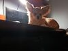 Filename=20240404_004.jpg
Filesize=244KiB
Dimensions=2048x1536
Date added=Mar 16, 2025 20240404_004.jpg