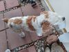 Filename=20240406_010.jpg
Filesize=530KiB
Dimensions=2048x1536
Date added=Mar 16, 2025 20240406_010.jpg