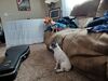 Filename=20240408_002.jpg
Filesize=616KiB
Dimensions=2048x1536
Date added=Mar 16, 2025 20240408_002.jpg