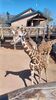 Filename=20240413_005.jpg
Filesize=589KiB
Dimensions=1152x2048
Date added=Mar 18, 2025 20240413_005.jpg