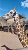 Filename=20240413_008.jpg
Filesize=546KiB
Dimensions=1152x2048
Date added=Mar 18, 2025 20240413_008.jpg