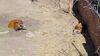 Filename=20240413_010.jpg
Filesize=692KiB
Dimensions=2048x1152
Date added=Mar 18, 2025 20240413_010.jpg